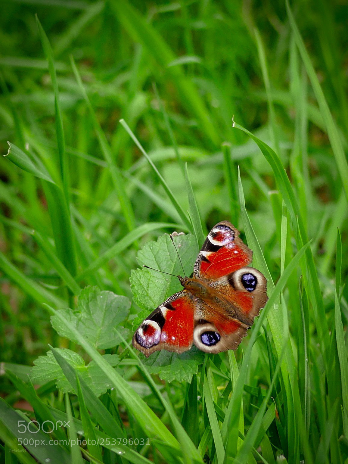 Panasonic Lumix DMC-GX8 sample photo. Butterfly photography