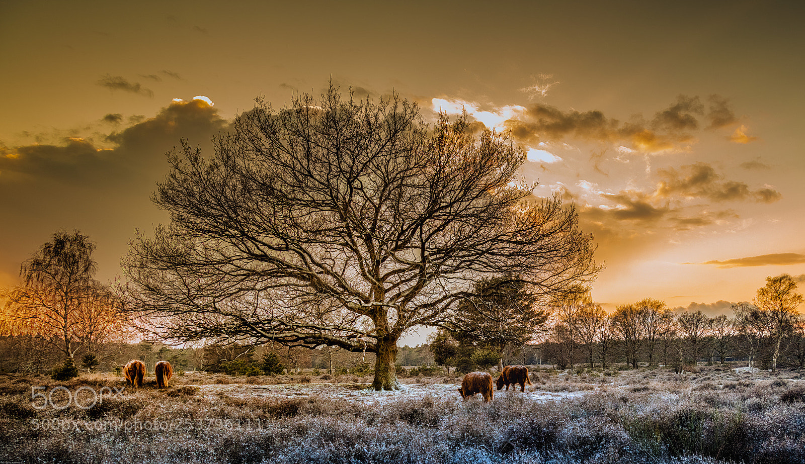 Canon EOS 5DS R sample photo. Cow asses and an photography