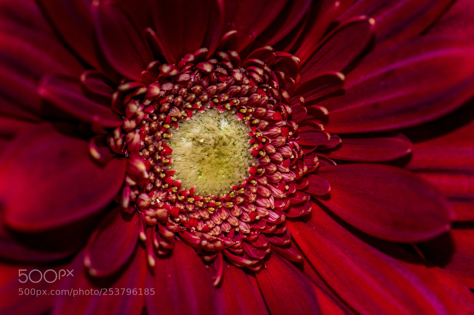 Canon EOS 5D Mark IV sample photo. Depth of a daisy photography