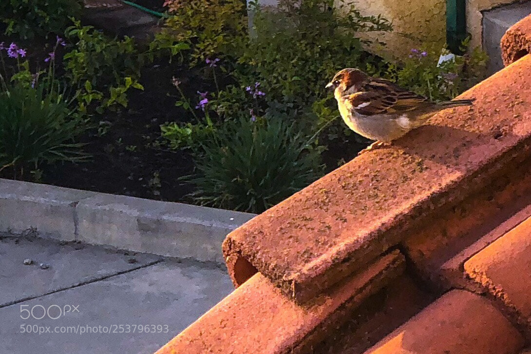 Apple iPhone 8 Plus sample photo. Early bird ii photography