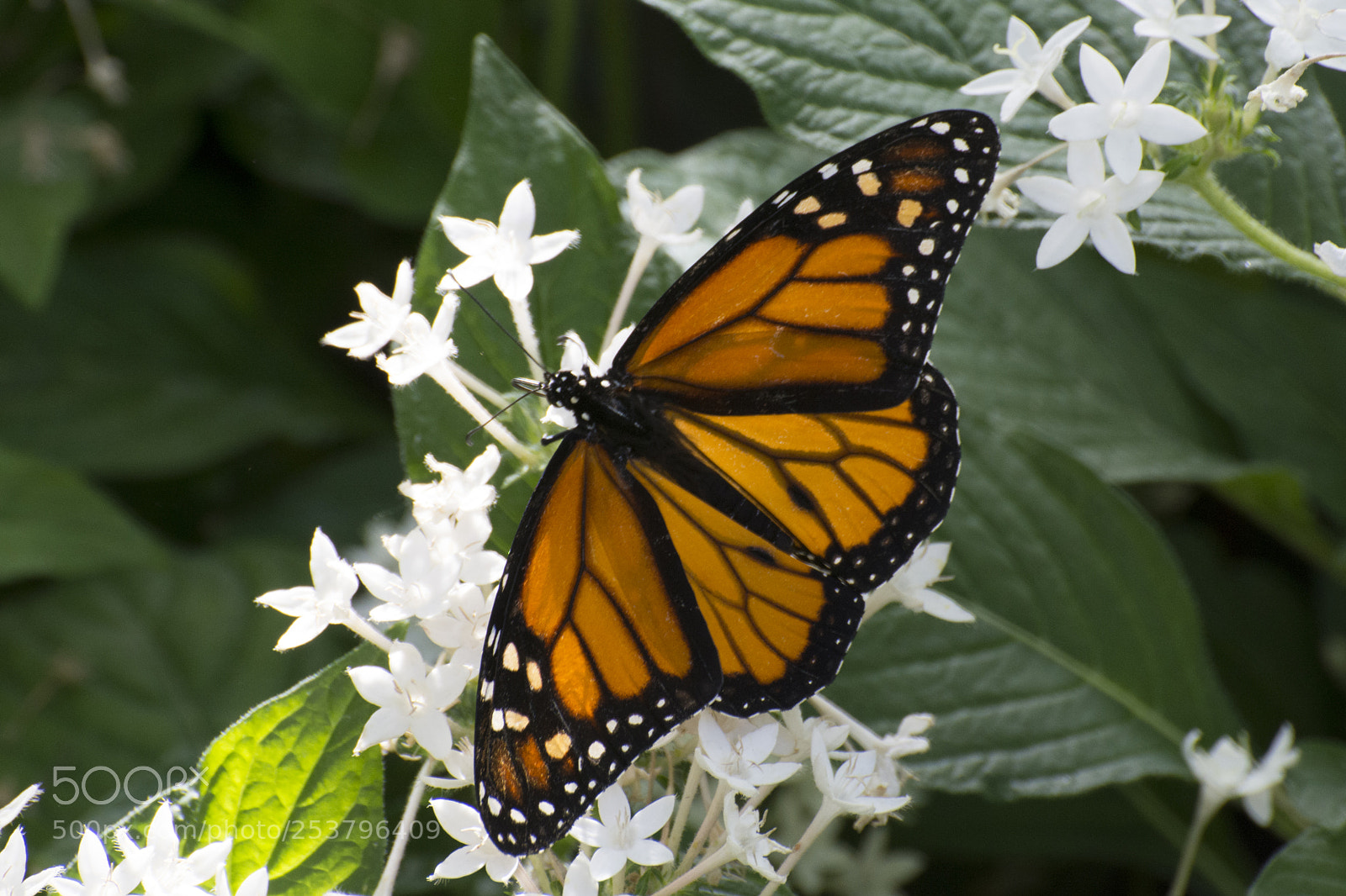 Nikon D7200 sample photo. Butterfly 2018-7 photography