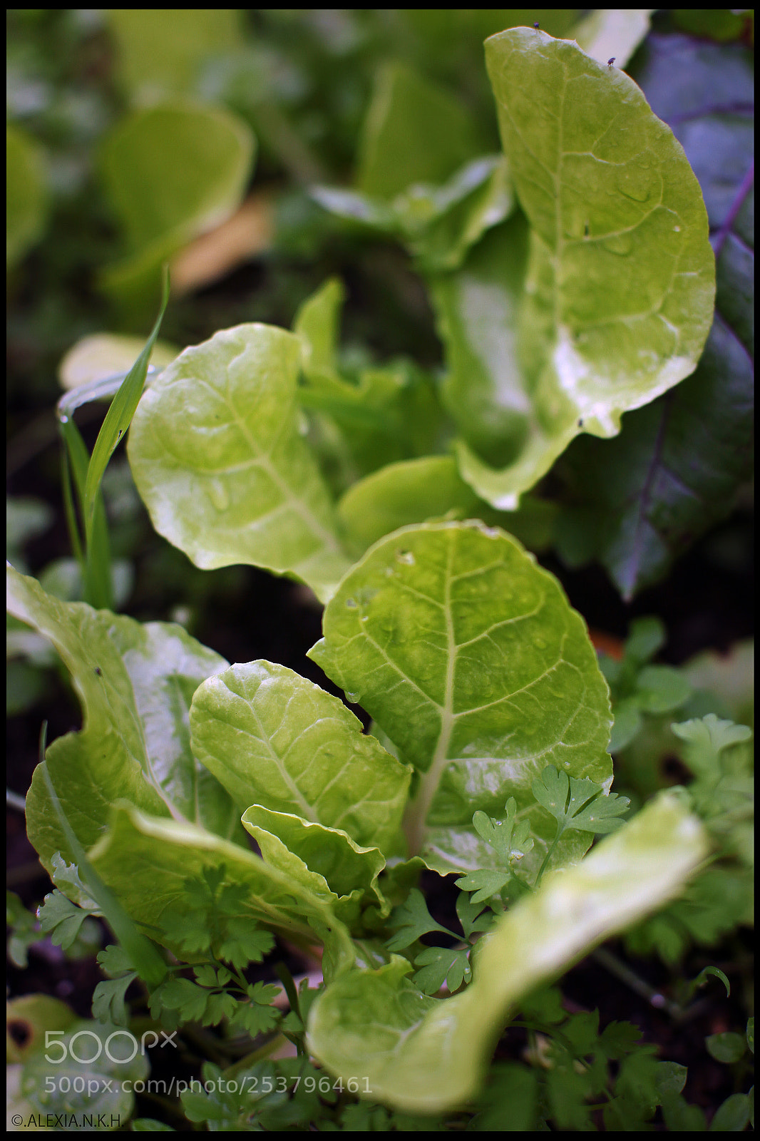 Canon EOS 5D Mark II sample photo. Green leaf growing photography