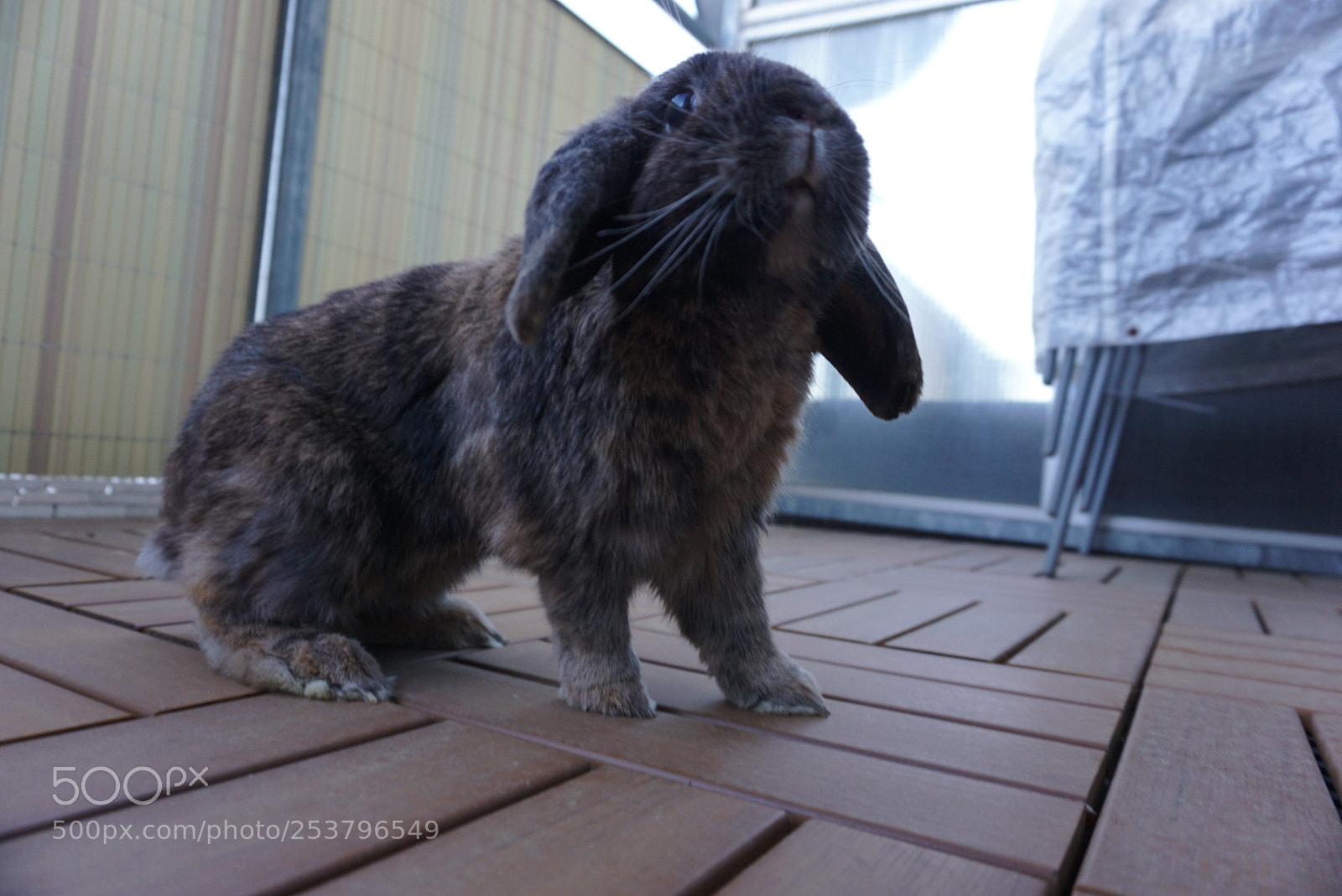 Sony a6000 sample photo. My profile picture | rabbit photography