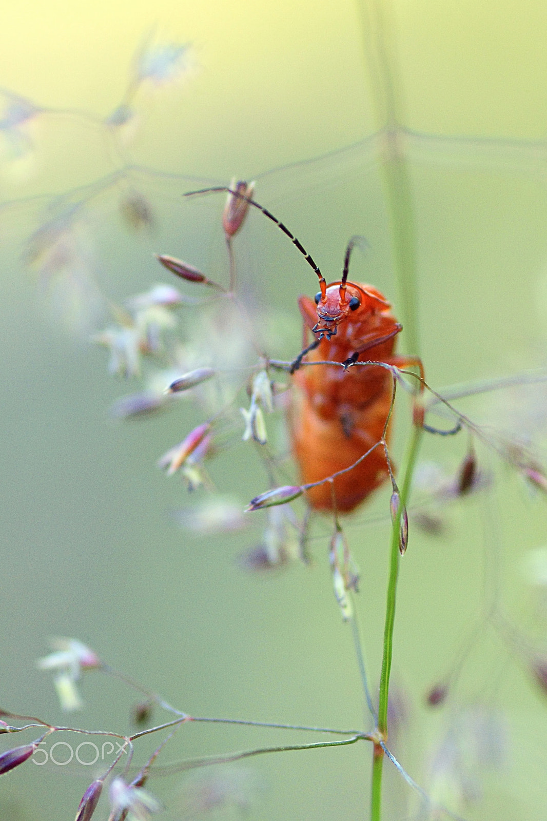 Olympus E-620 (EVOLT E-620) sample photo. Rhagonycha fulva | roter weichkäfer photography