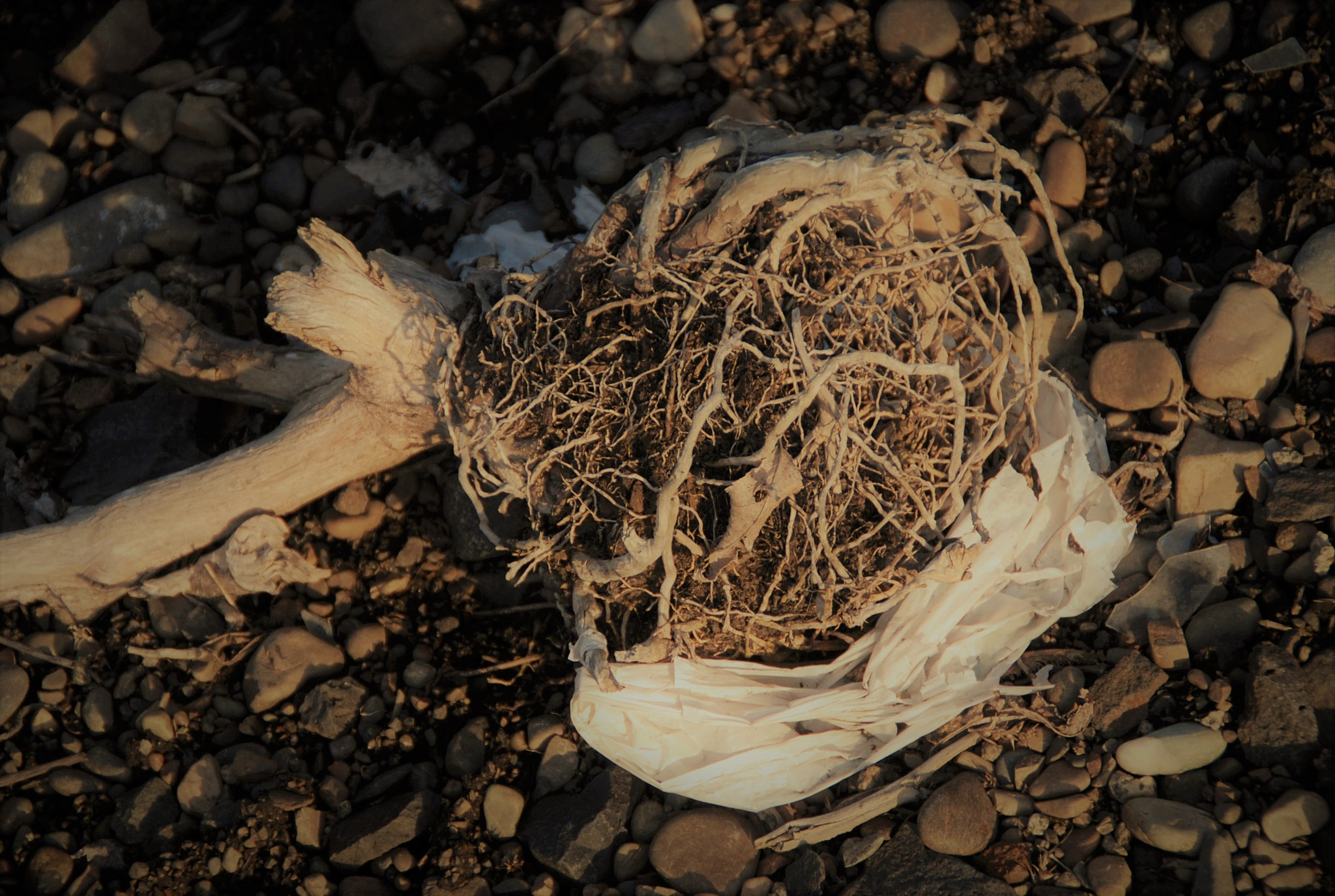 Nikon D80 sample photo. Tangledup photography
