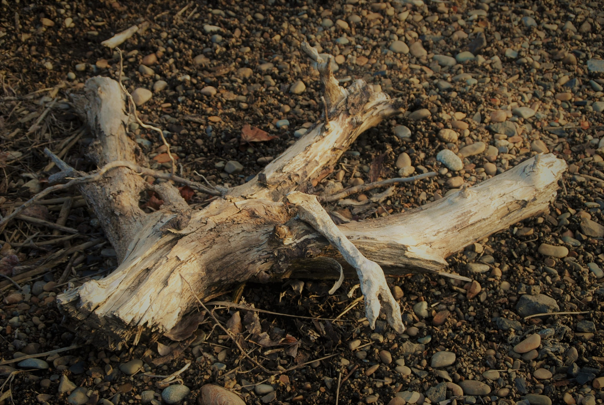 Nikon D80 sample photo. Rotten photography