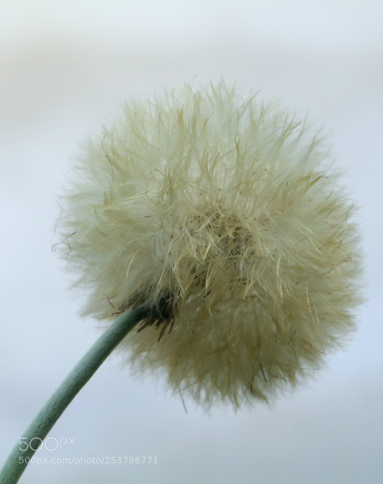 Canon EOS 700D (EOS Rebel T5i / EOS Kiss X7i) sample photo. Untitled photography