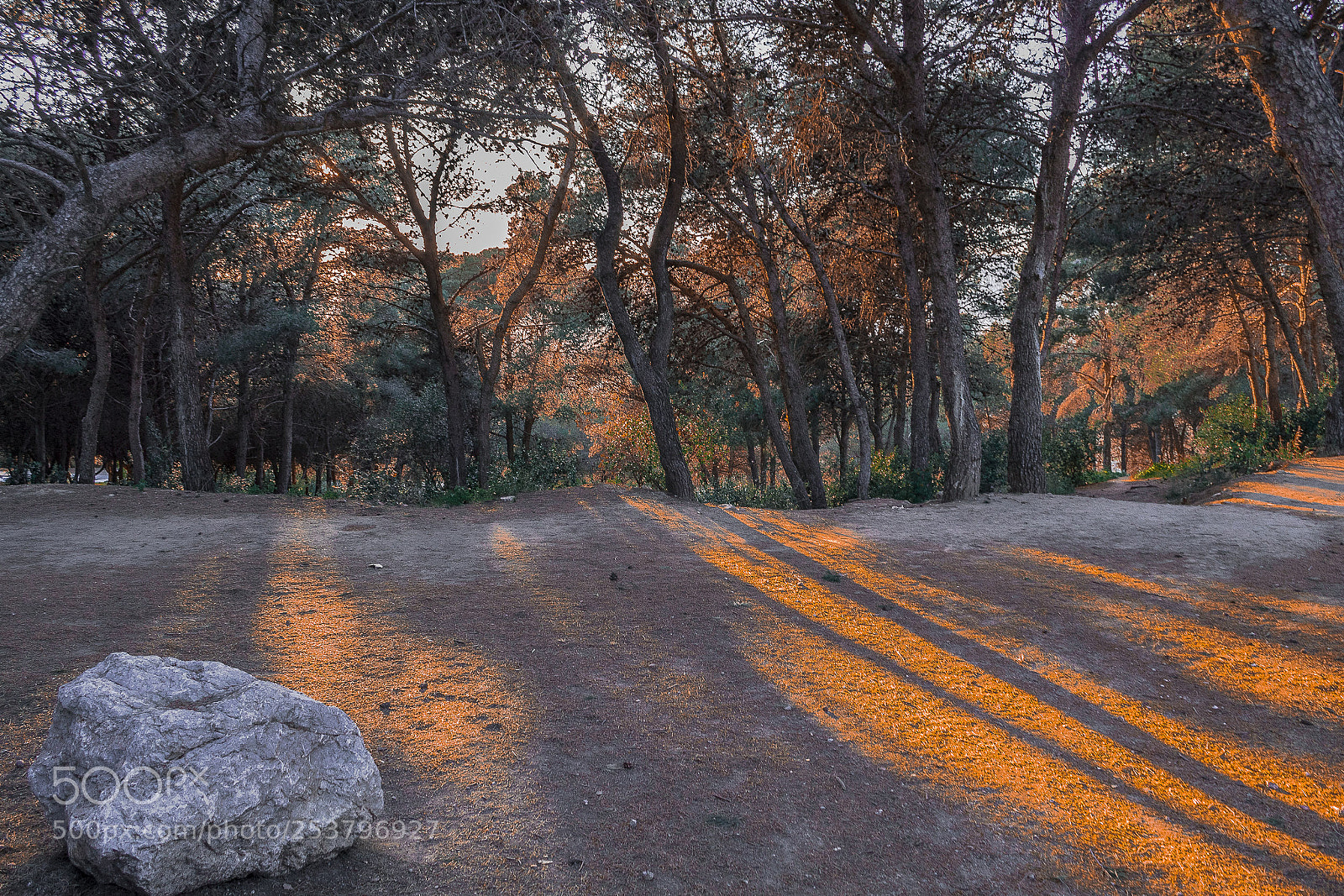 Canon EOS 1300D (EOS Rebel T6 / EOS Kiss X80) sample photo. Sunset through pine trees photography