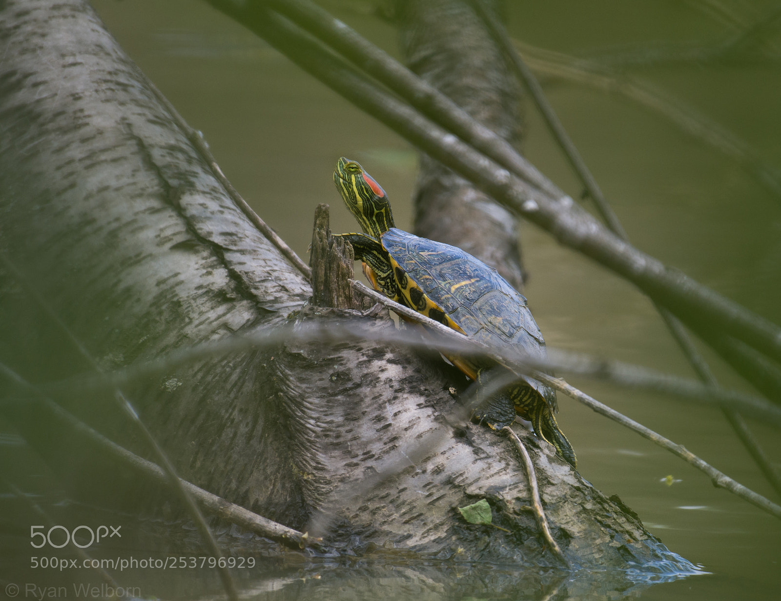 Nikon D7200 sample photo. Turtle view through the photography