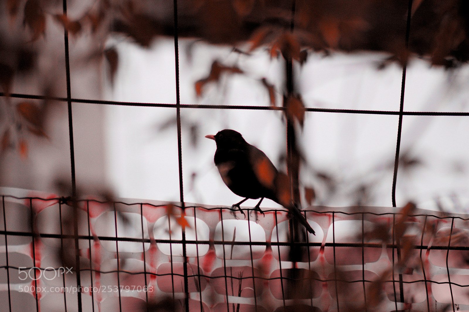 Canon EOS 1300D (EOS Rebel T6 / EOS Kiss X80) sample photo. Work in progress. photography