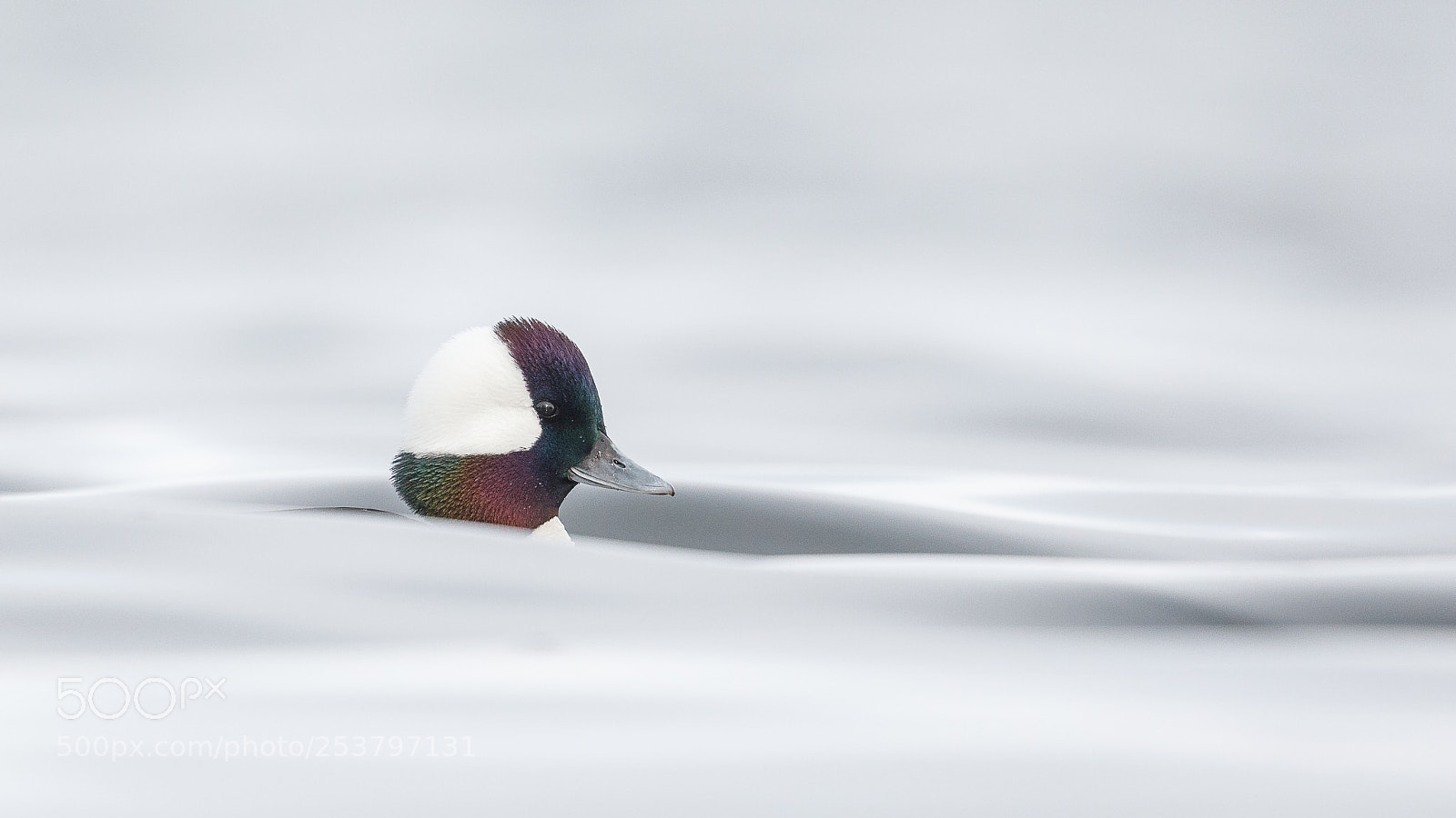 Canon EOS 5D Mark IV sample photo. Drake bufflehead photography