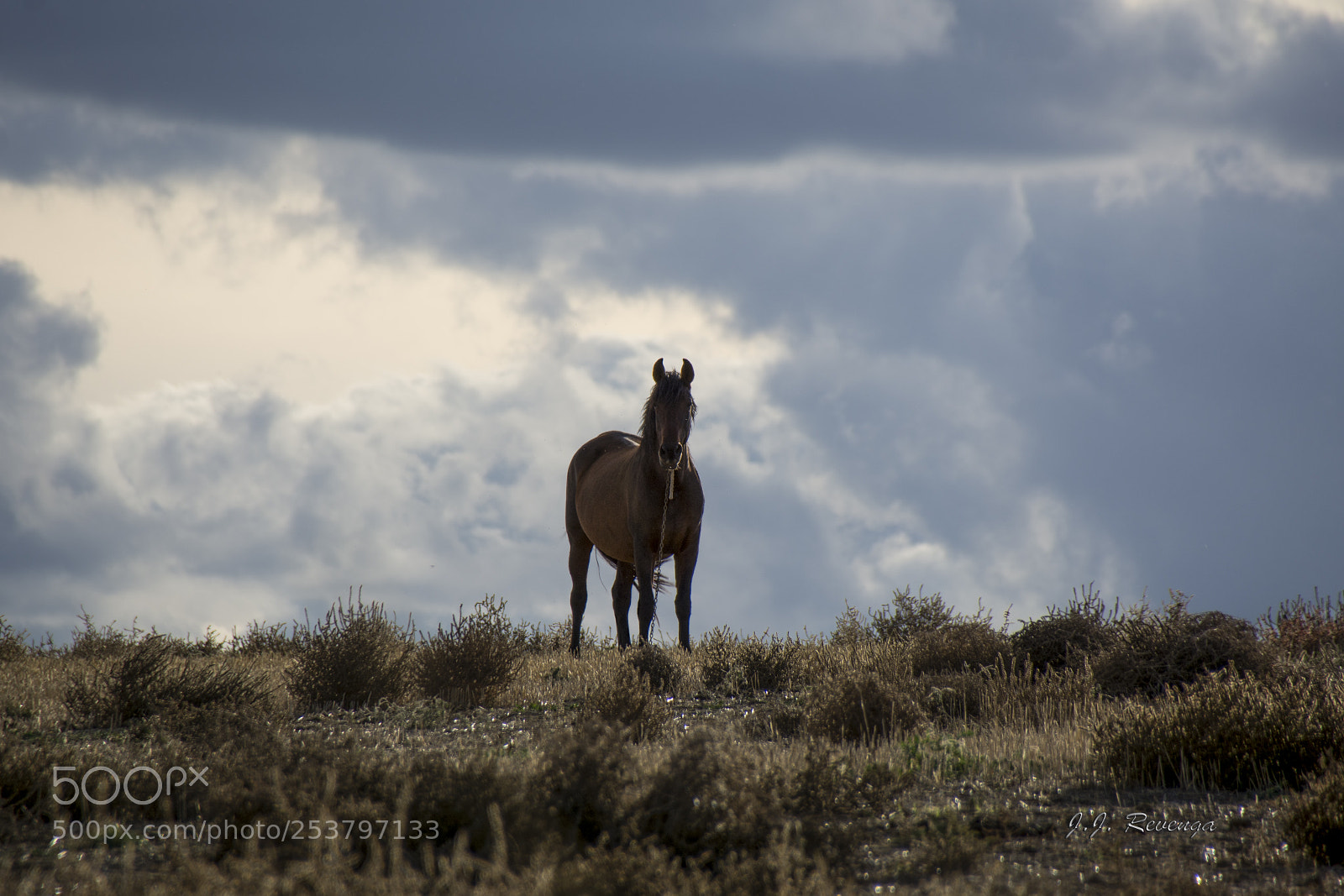 Nikon D7100 sample photo. Caballo photography