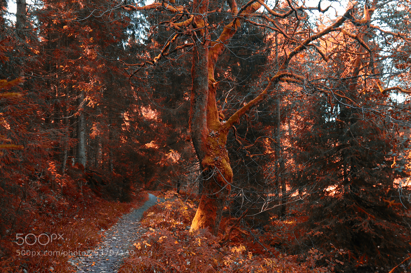 Canon EOS 7D Mark II sample photo. Fantasypath photography