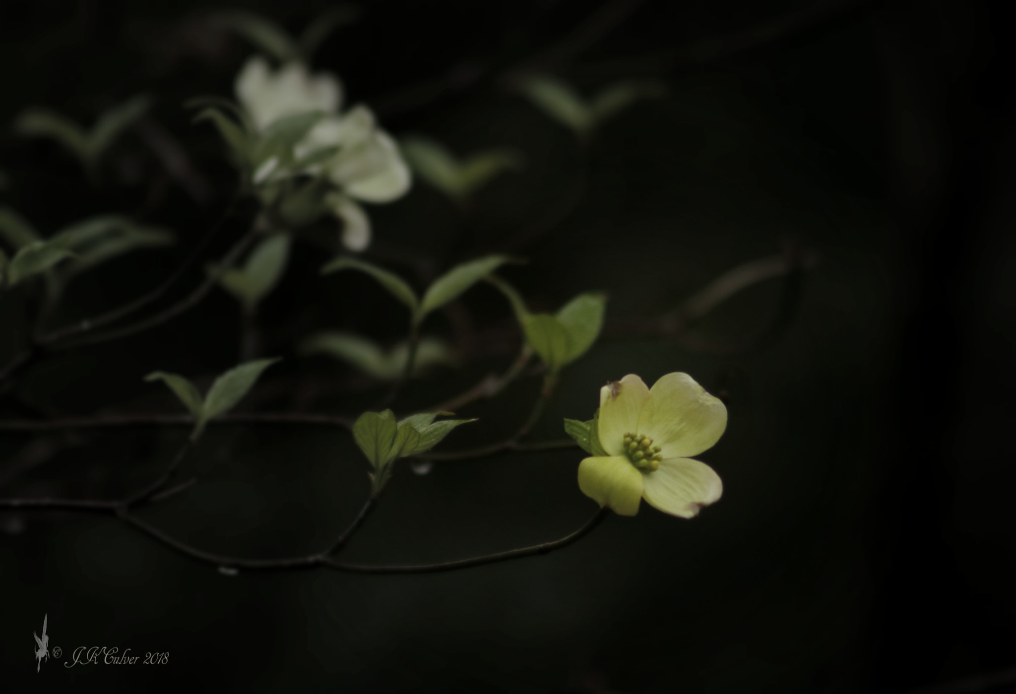Canon EF 75-300mm f/4-5.6 sample photo. After the rain photography