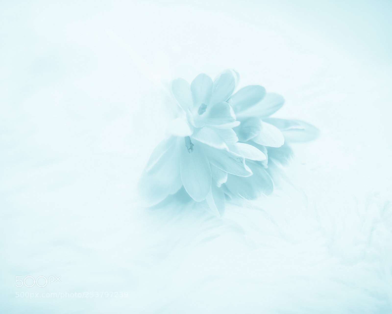 Nikon D810 sample photo. The moody cyans photography