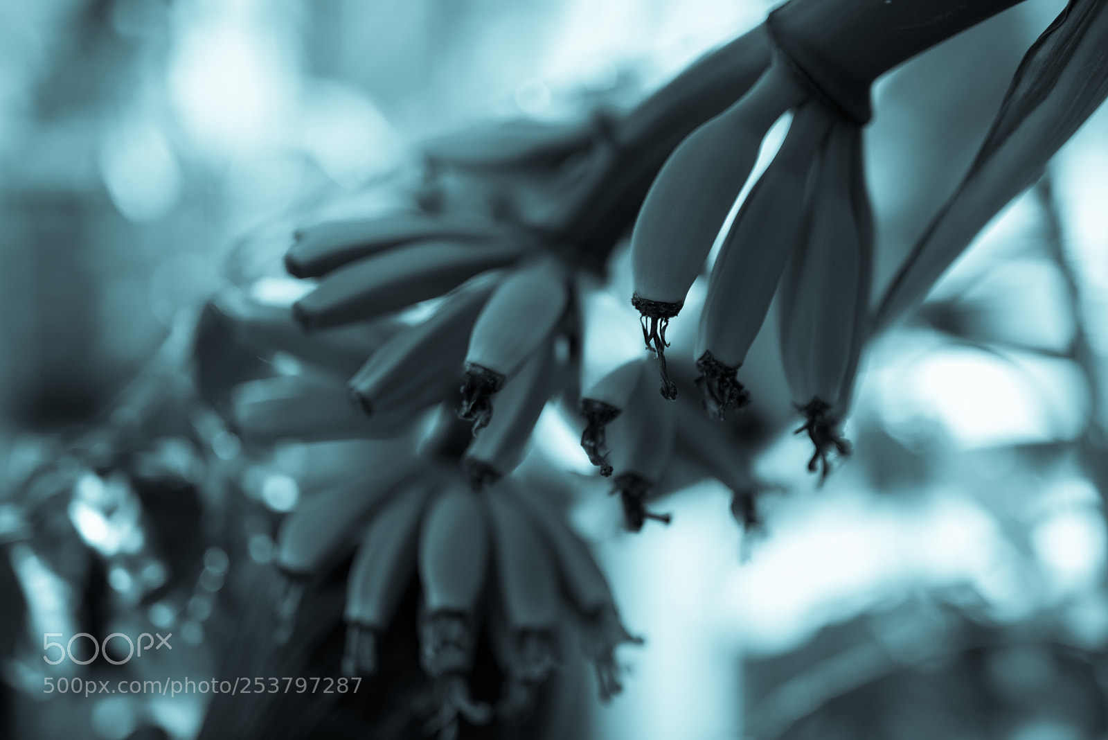 Nikon D810 sample photo. The moody cyans photography