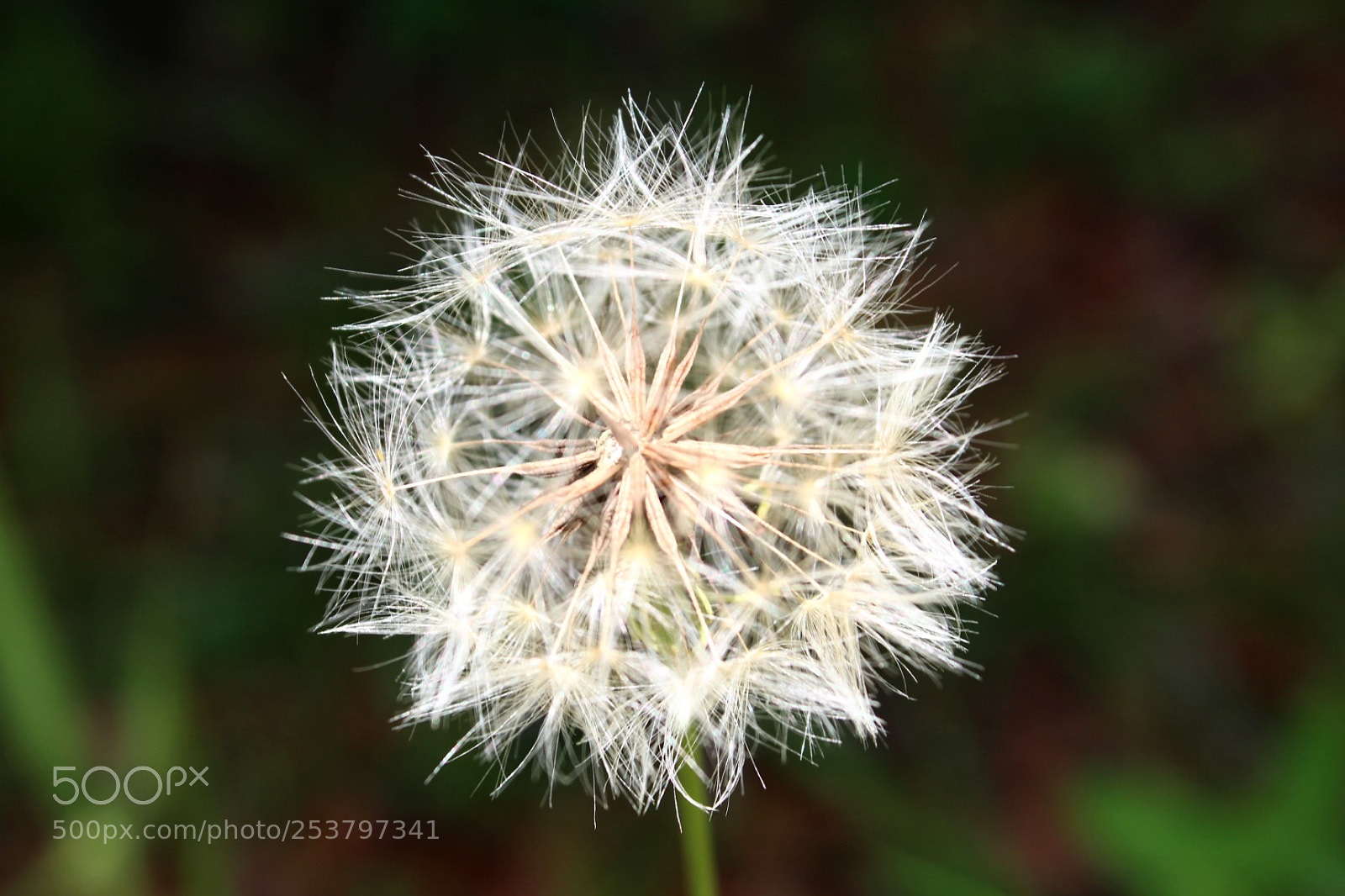 Canon EOS 1300D (EOS Rebel T6 / EOS Kiss X80) sample photo. Dandelion photography