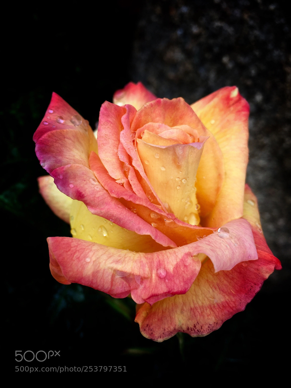 Apple iPhone 6 sample photo. Rosa diana 2018 photography