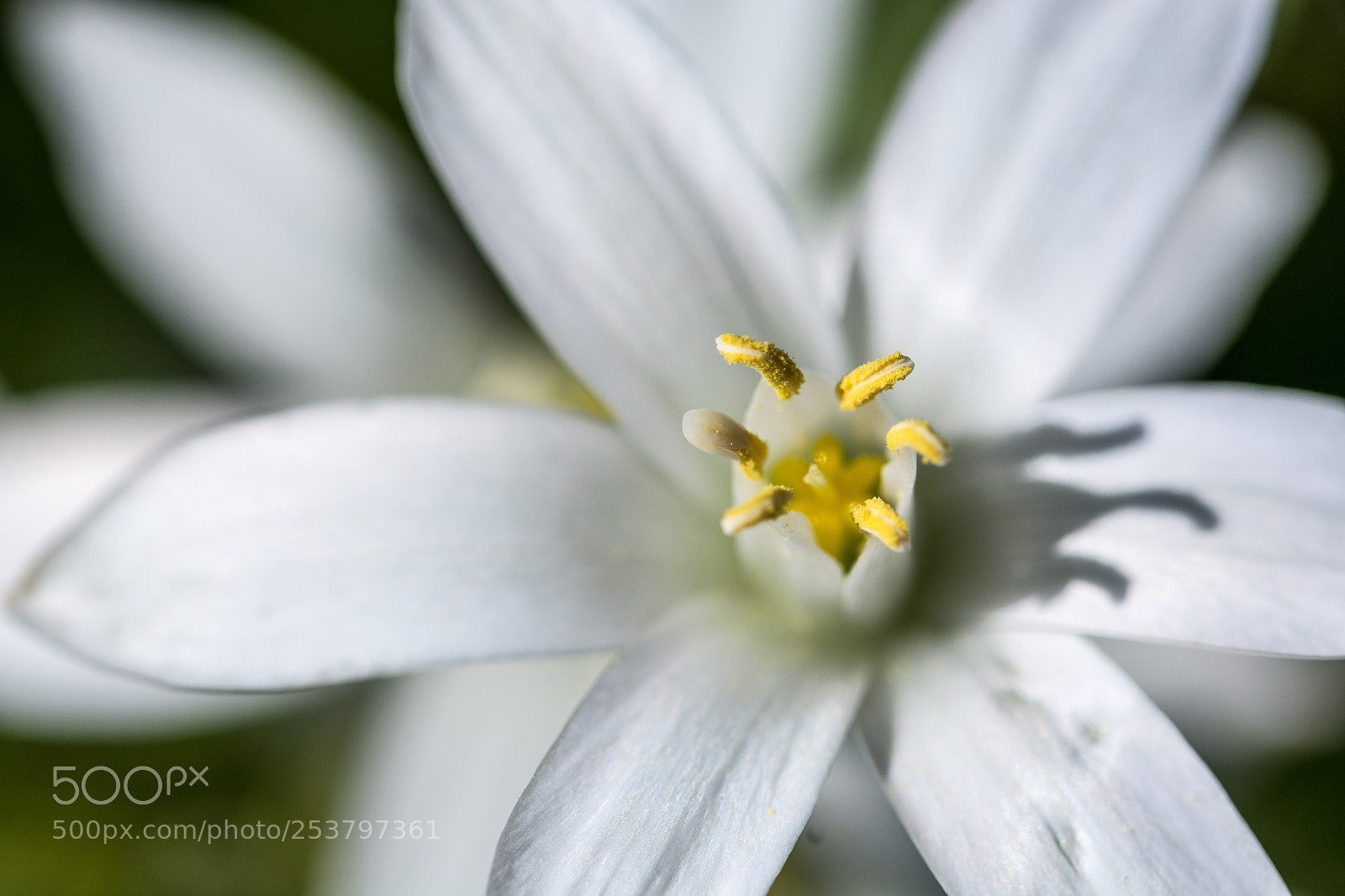 Nikon D7100 sample photo. Power flower # 7 photography