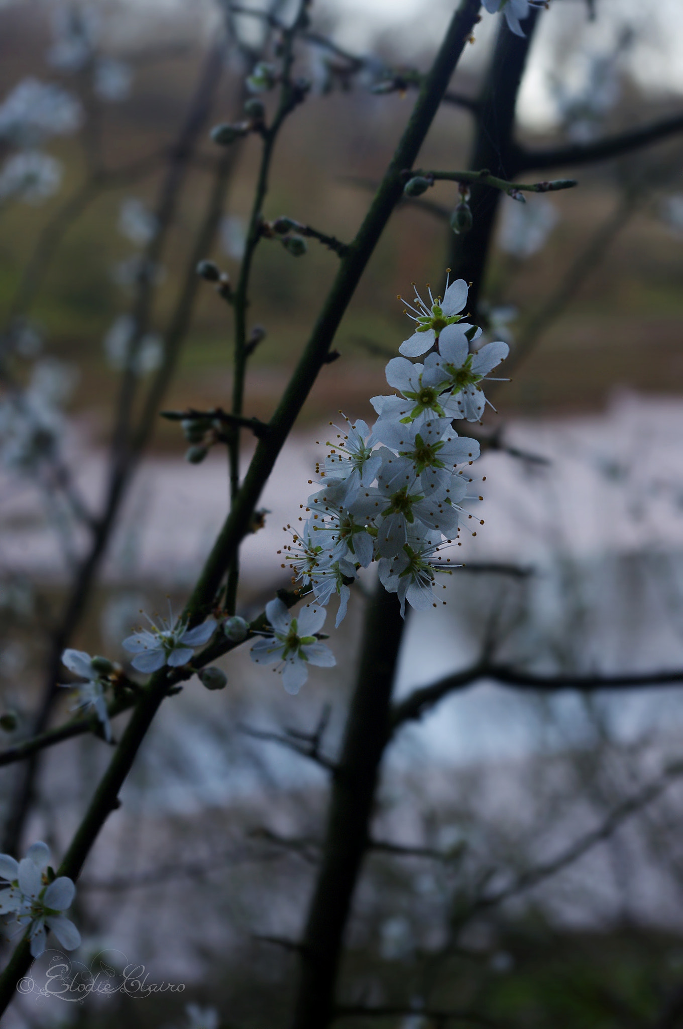 Pentax K-r sample photo. Apple blossoms photography