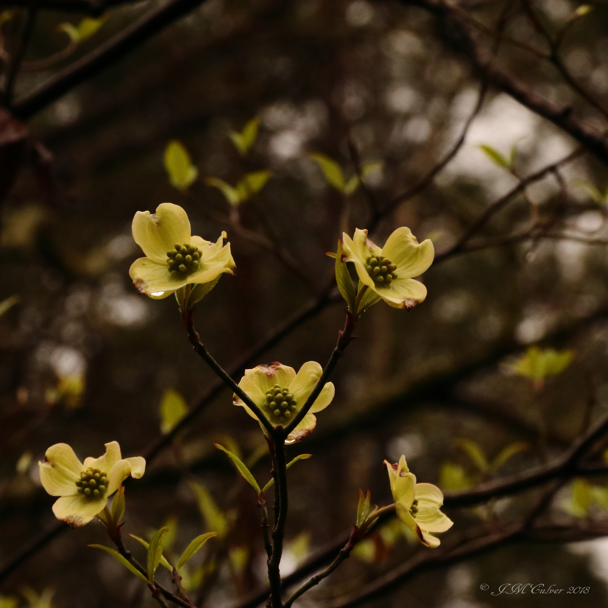 Canon EOS 77D (EOS 9000D / EOS 770D) sample photo. Dogwood (cornus florida) photography