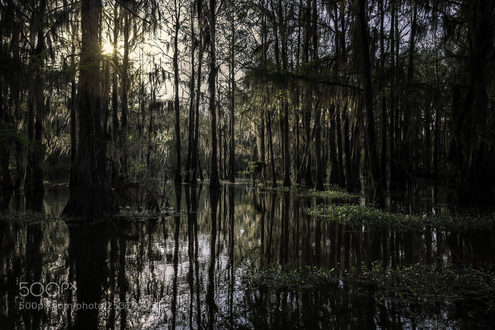 Nikon D850 sample photo. Caddo lake photography