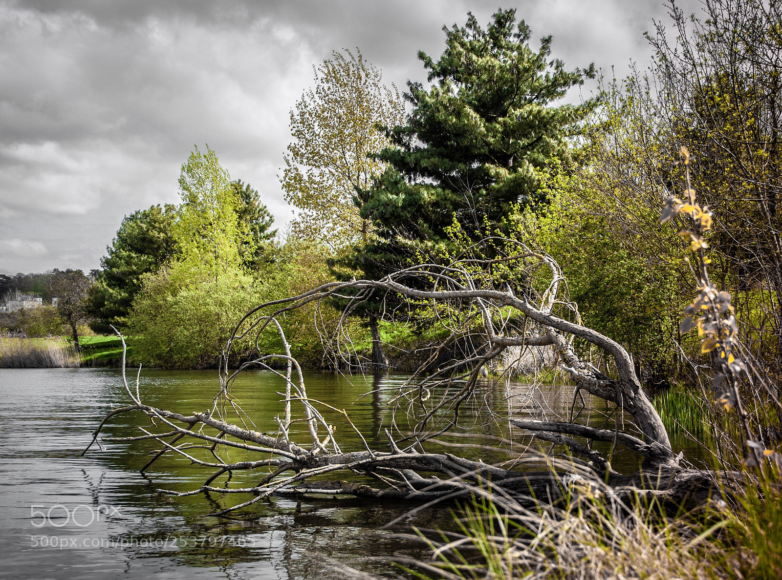 Nikon D5000 sample photo. Dead wood photography