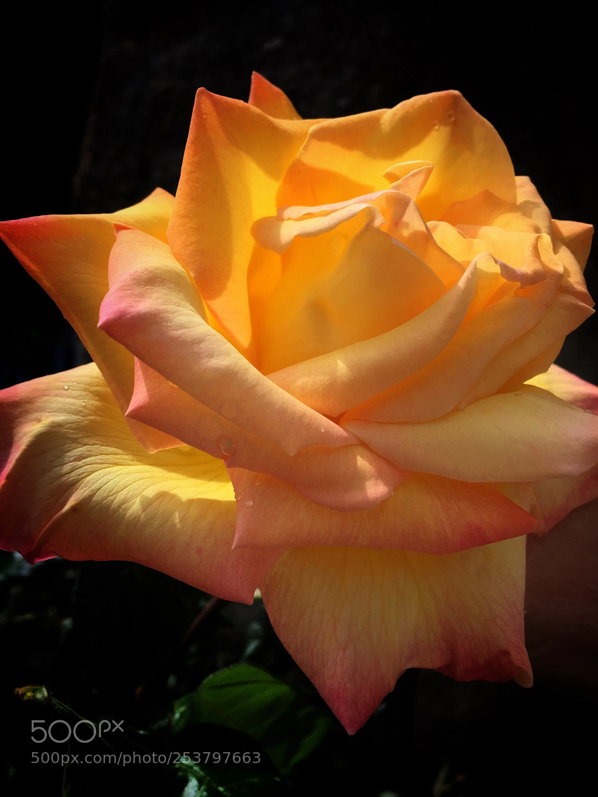 Apple iPhone 6 sample photo. Rosa diana 2018 photography