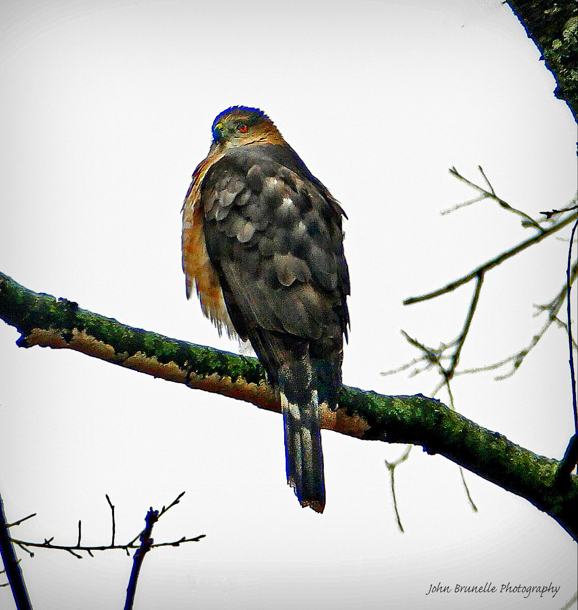 Samsung NX500 sample photo. Cooper's hawk april 15 photography
