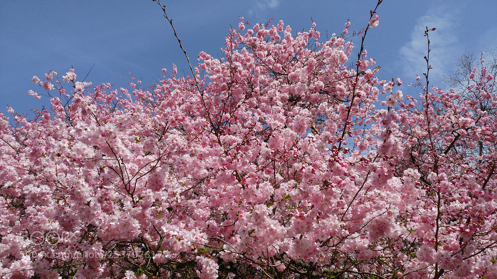 LG G5 sample photo. Cherry blossom photography