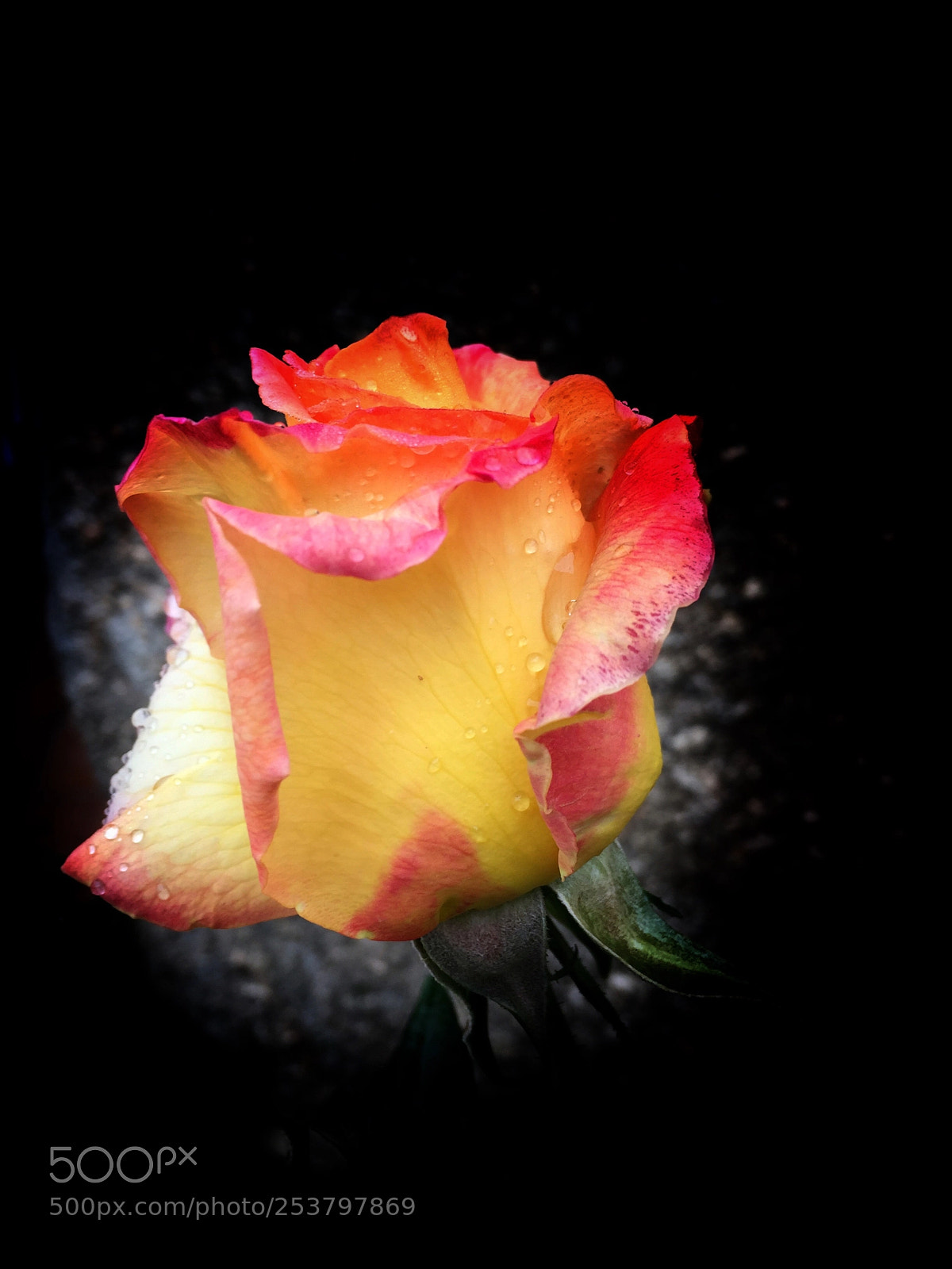 Apple iPhone 6 sample photo. Rosa diana 2018 photography