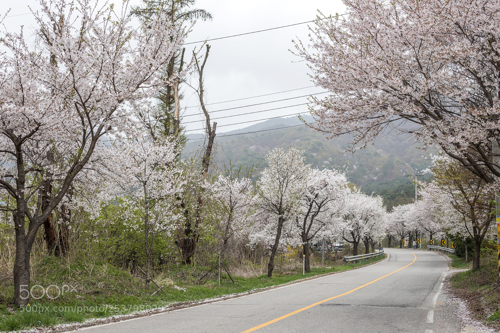 Canon EOS 6D Mark II sample photo. Cherryblossom photography