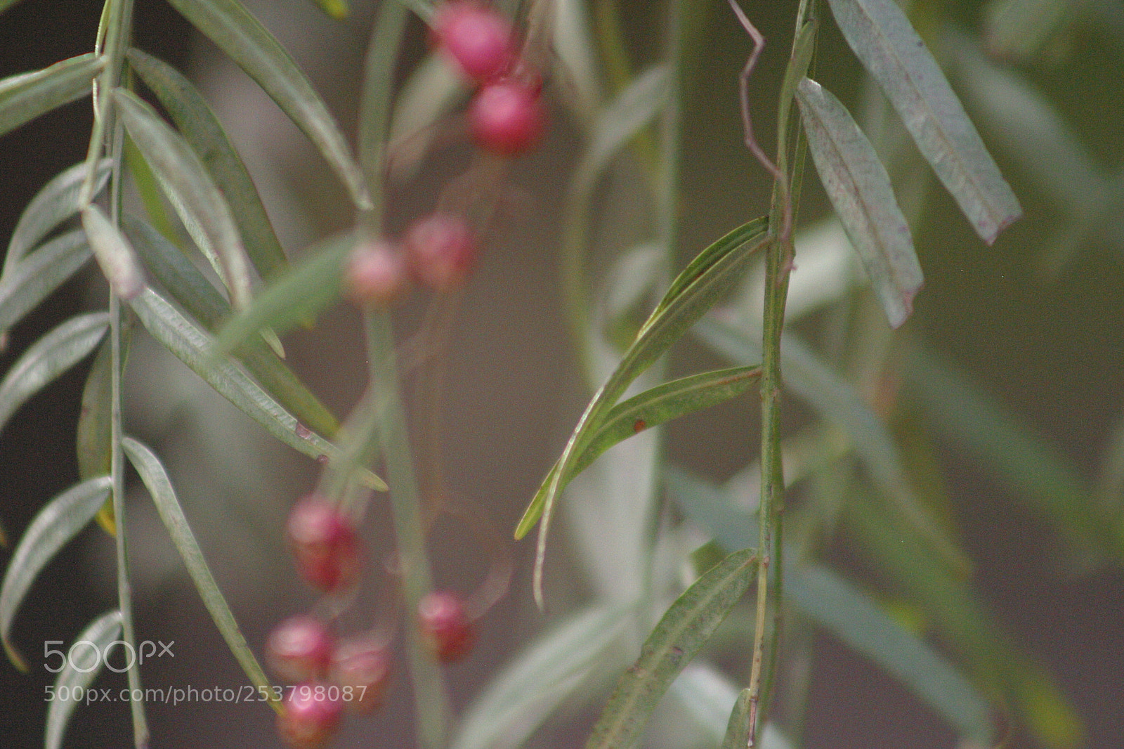 Canon EOS D60 sample photo. Img photography
