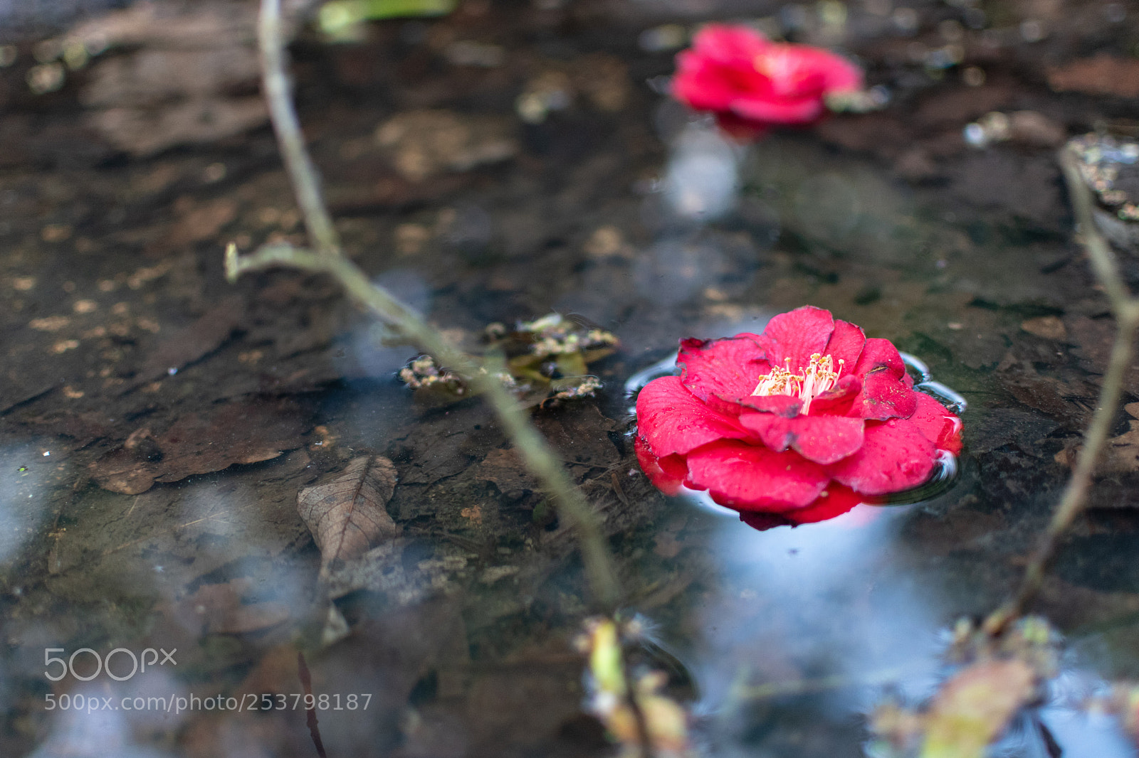 Nikon D5600 sample photo. Parc floral photography