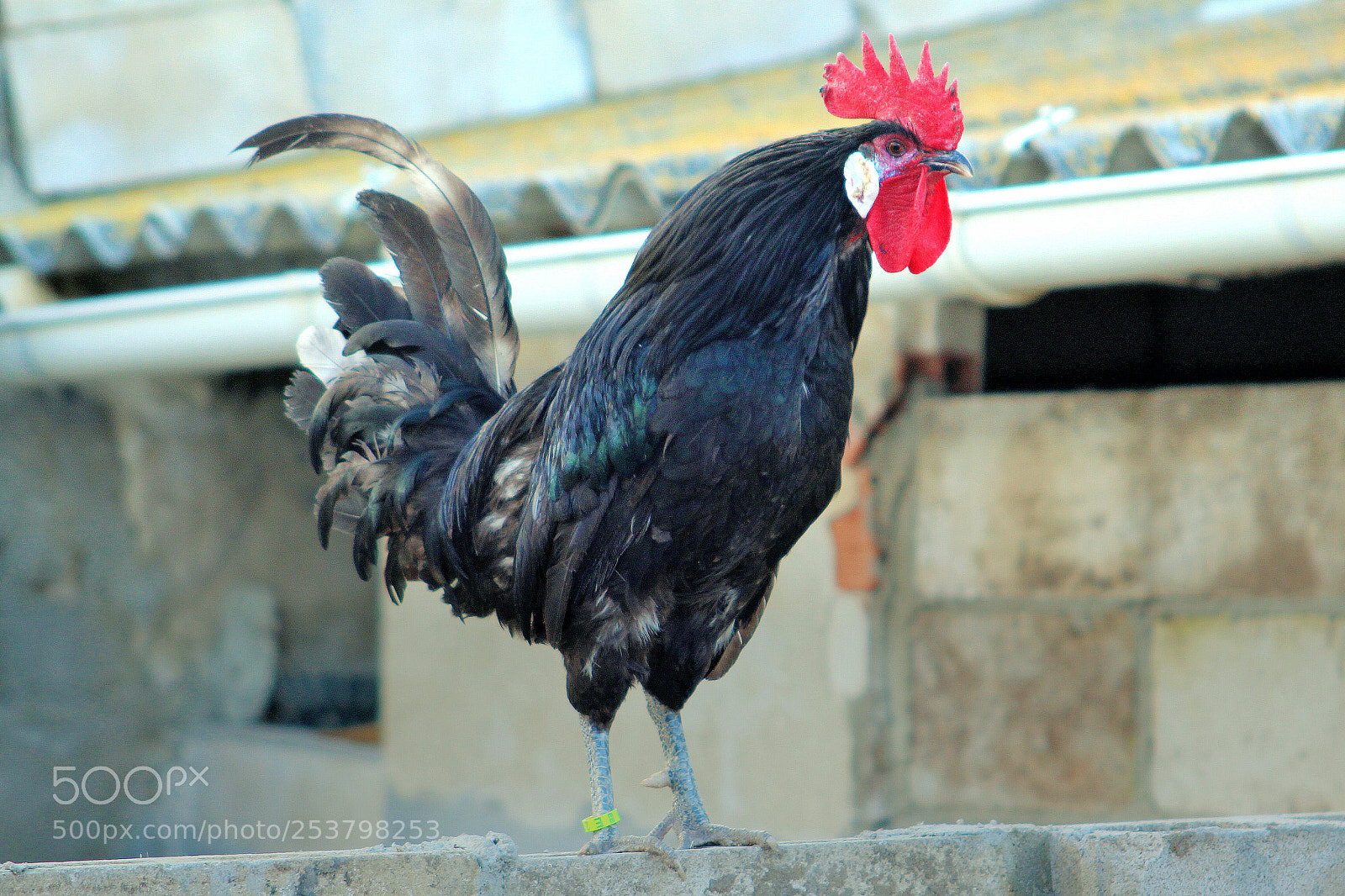 Canon EOS 700D (EOS Rebel T5i / EOS Kiss X7i) sample photo. El gallo preparado para photography