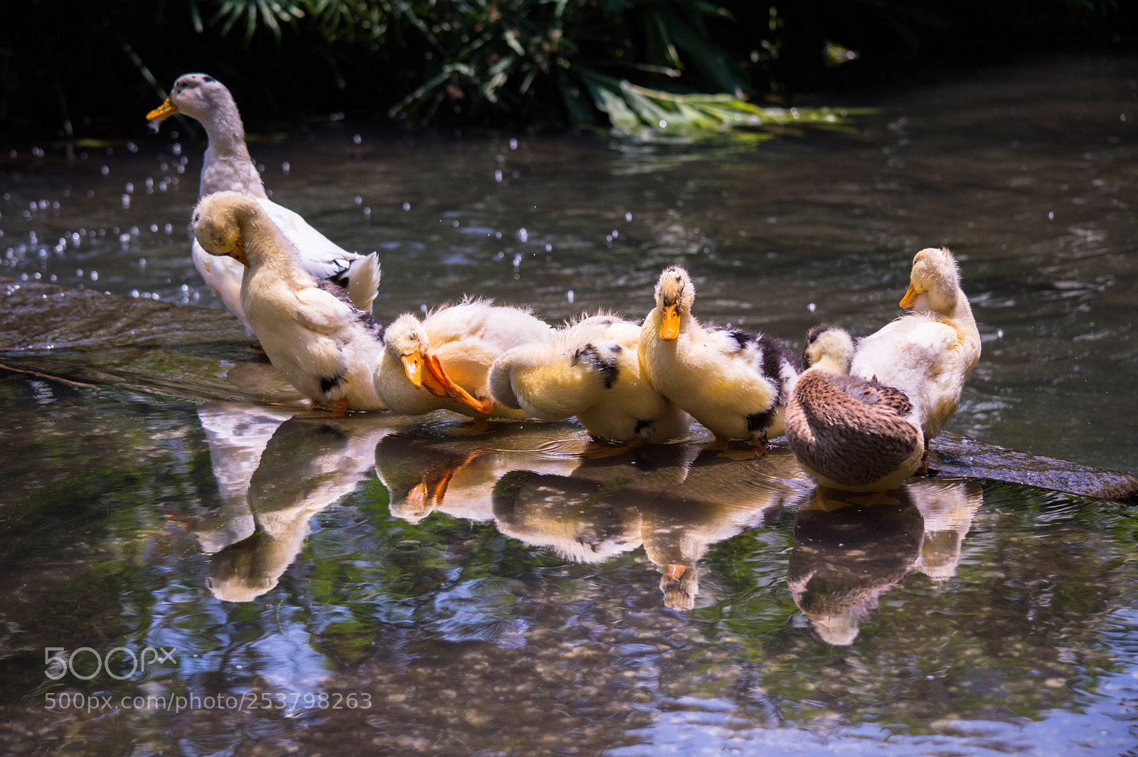 Nikon D3200 sample photo. Duck family photography