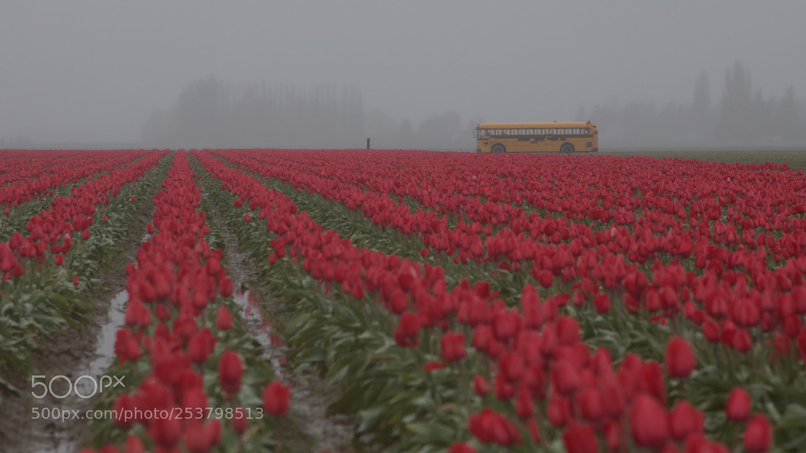Canon EOS 5D Mark IV sample photo. Skagit valley tulip fields photography
