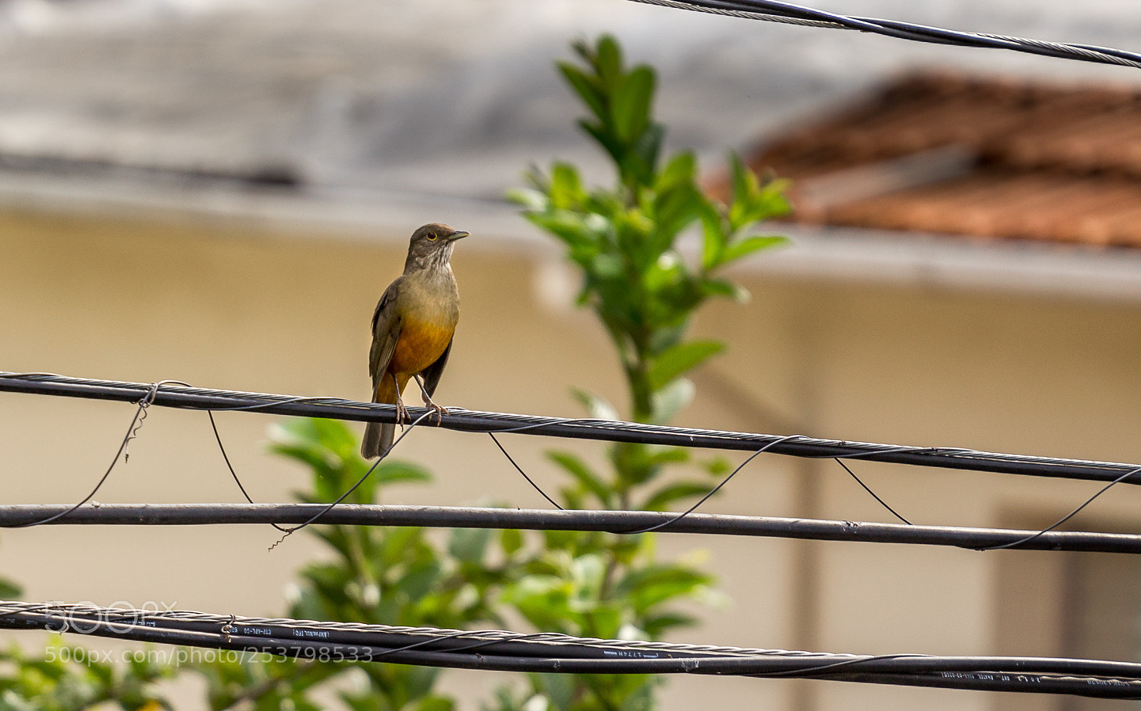 Canon EOS 1200D (EOS Rebel T5 / EOS Kiss X70 / EOS Hi) sample photo. Rufous-bellied thrush (turdus rufiventris) photography
