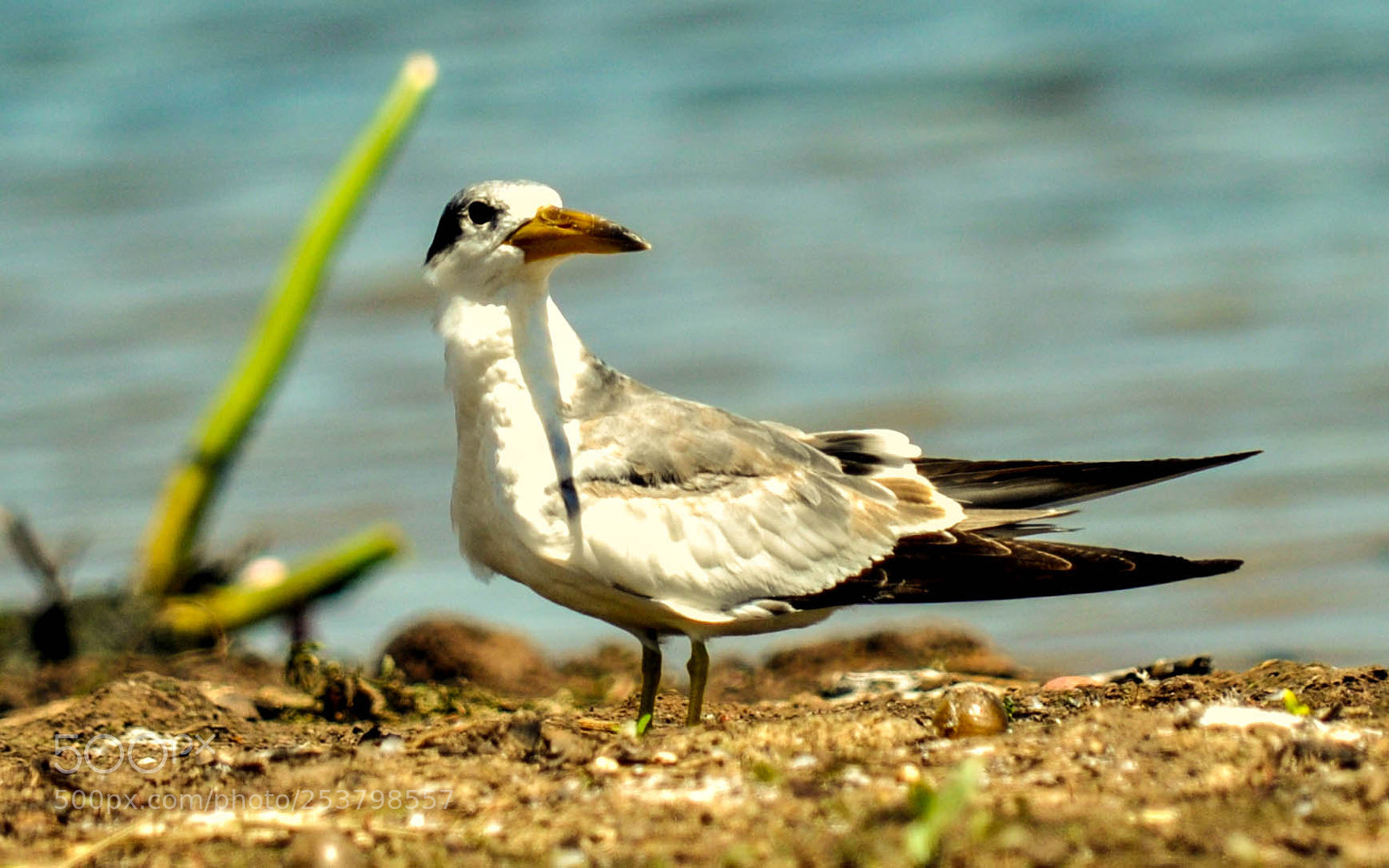 Nikon D5000 sample photo. Trinta r is grande photography