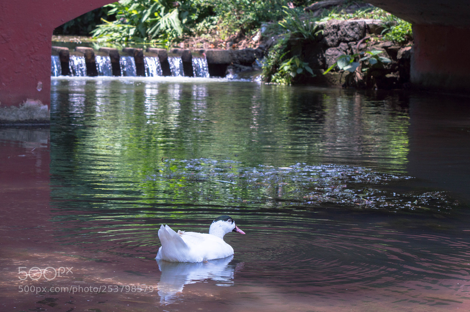 Nikon D3200 sample photo. Duck in the park photography