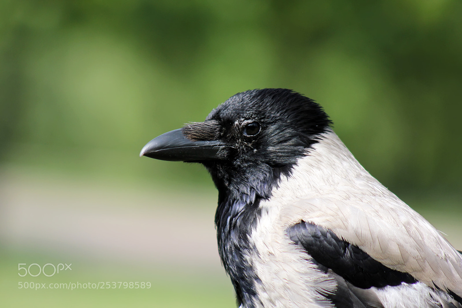 Canon EOS 550D (EOS Rebel T2i / EOS Kiss X4) sample photo. Crow photography