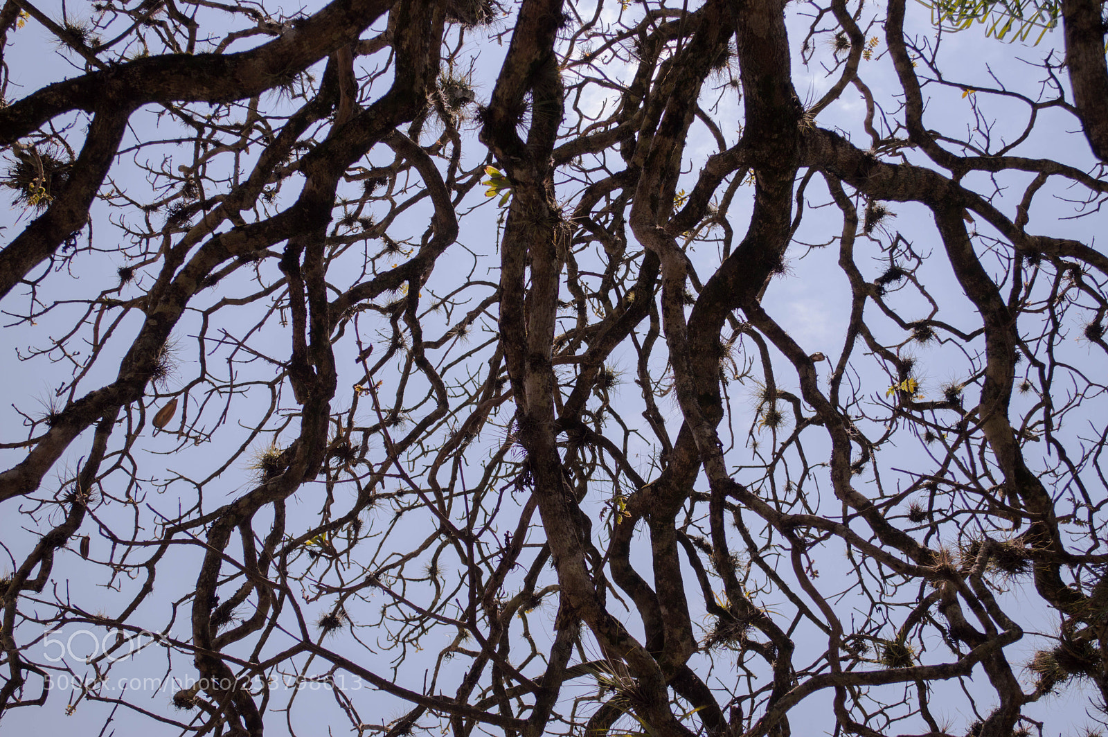 Nikon D3200 sample photo. Tree photography