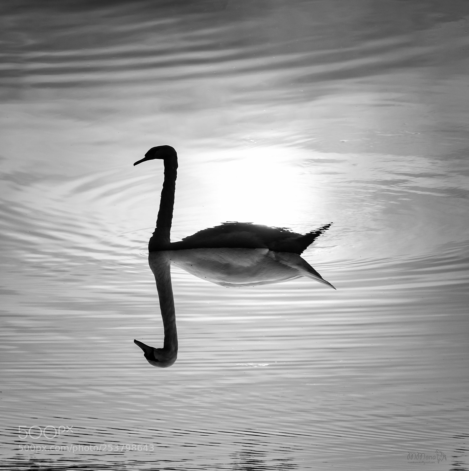 Canon EOS 7D Mark II sample photo. Swan photography