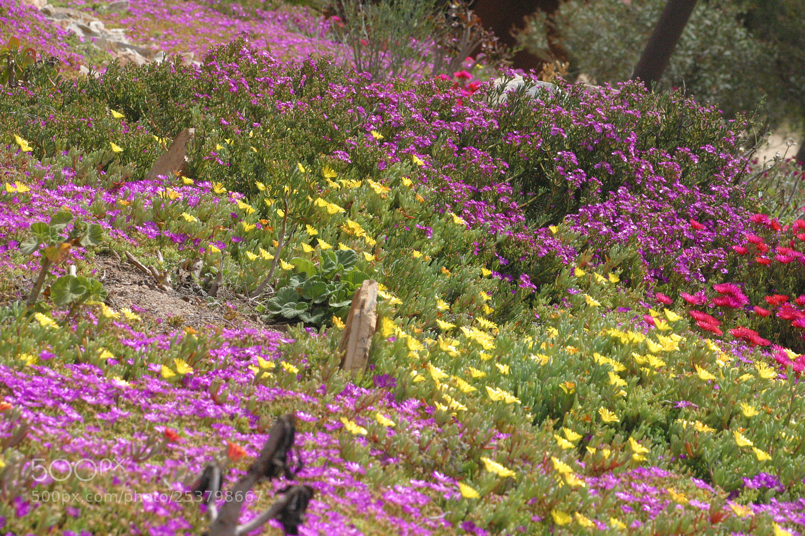 Canon EOS D60 sample photo. Flowerbed photography
