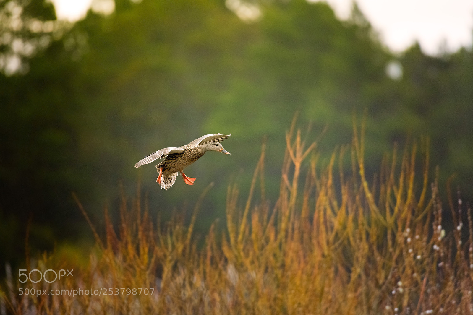 Nikon D850 sample photo. Morning landing photography
