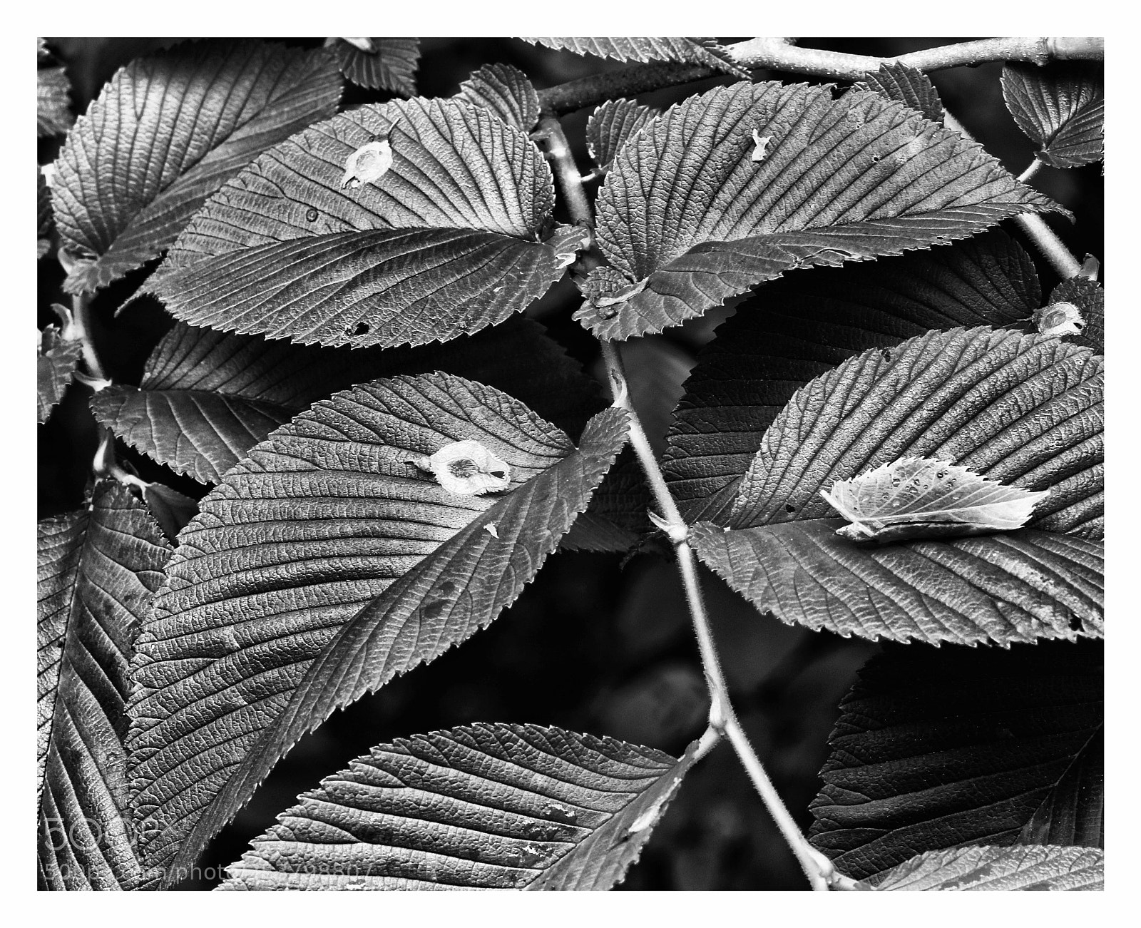 Canon EOS 60D sample photo. Plant life in black photography