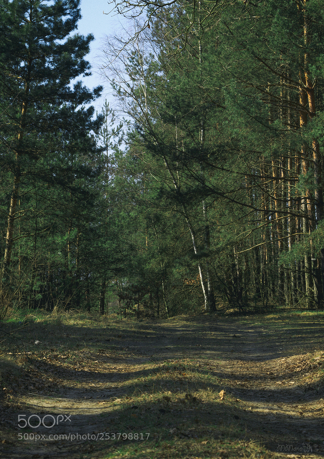 Canon EOS 7D Mark II sample photo. Forest photography
