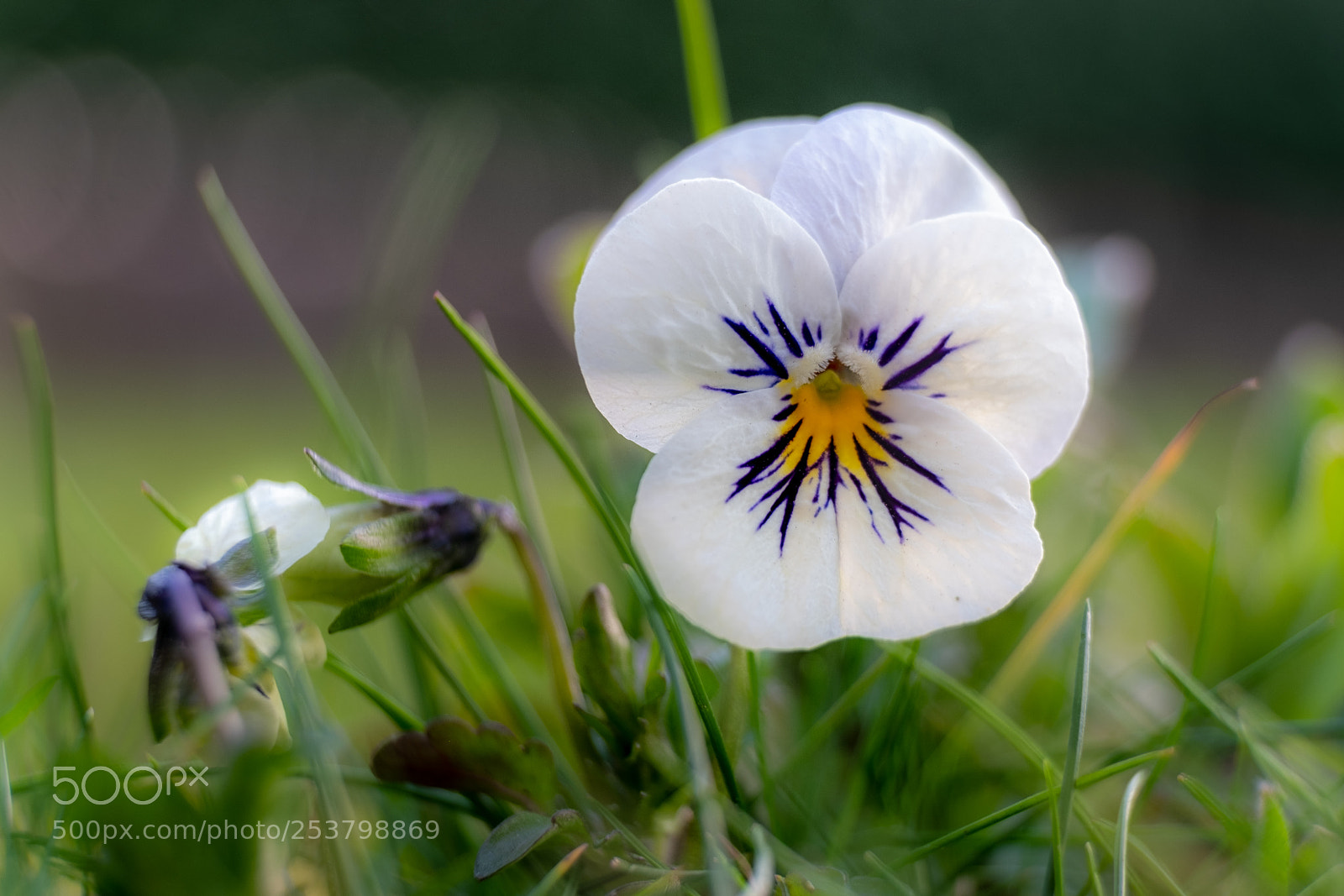 Fujifilm X-T20 sample photo. Horned violet photography