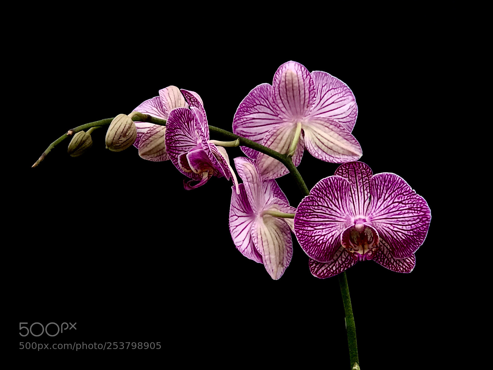 Apple iPhone 7 Plus sample photo. An orchid photography