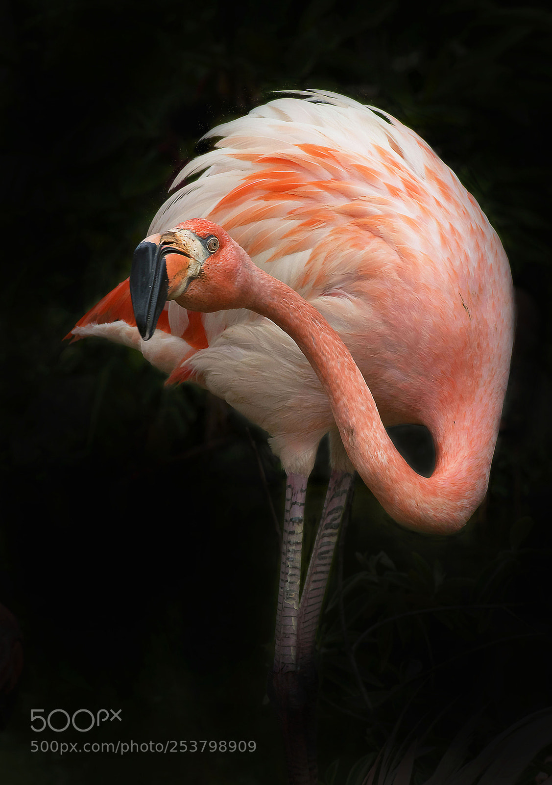 Pentax K-3 II sample photo. Flamingo photography